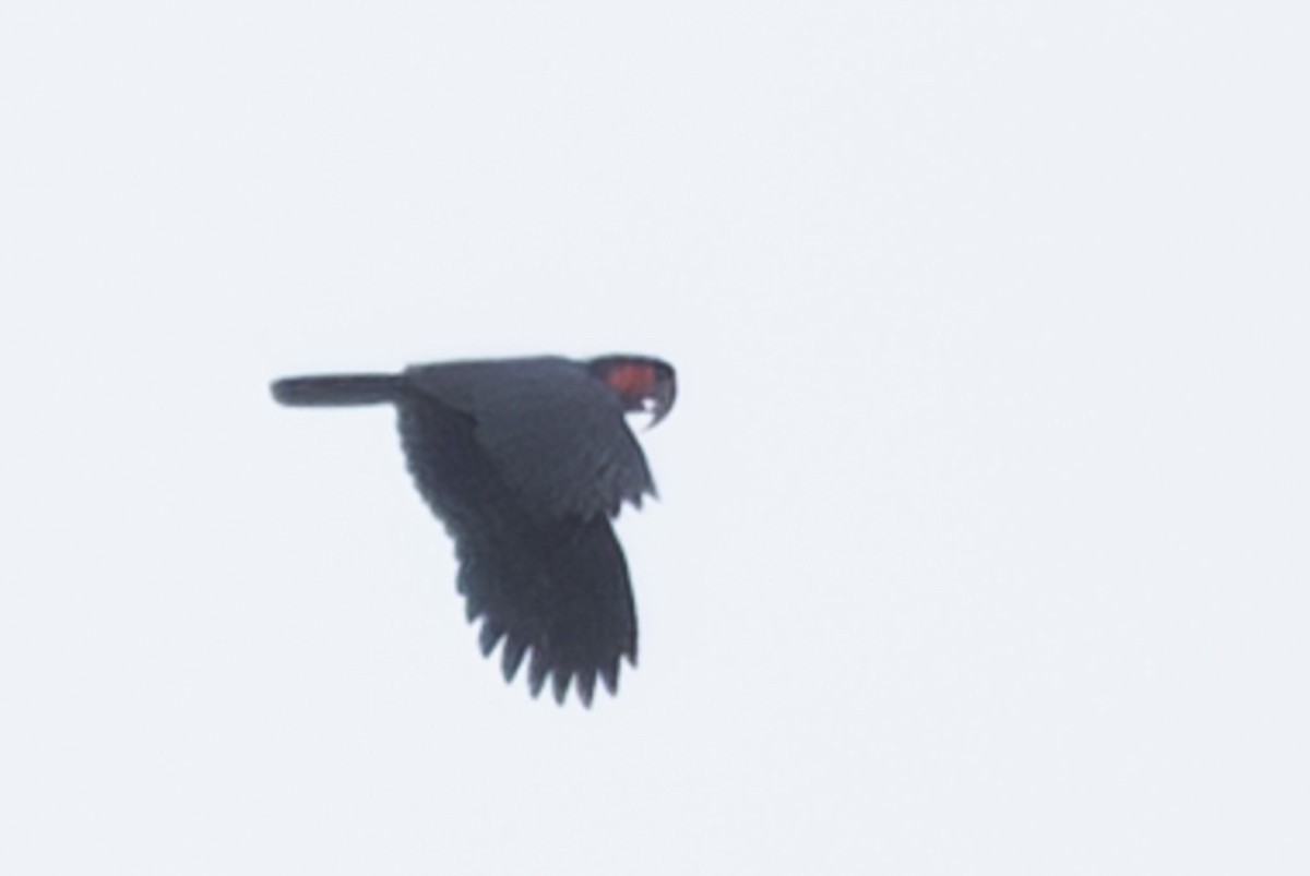 Palm Cockatoo - ML632890130
