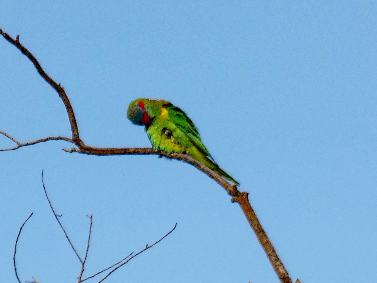 Musk Lorikeet - ML632890134