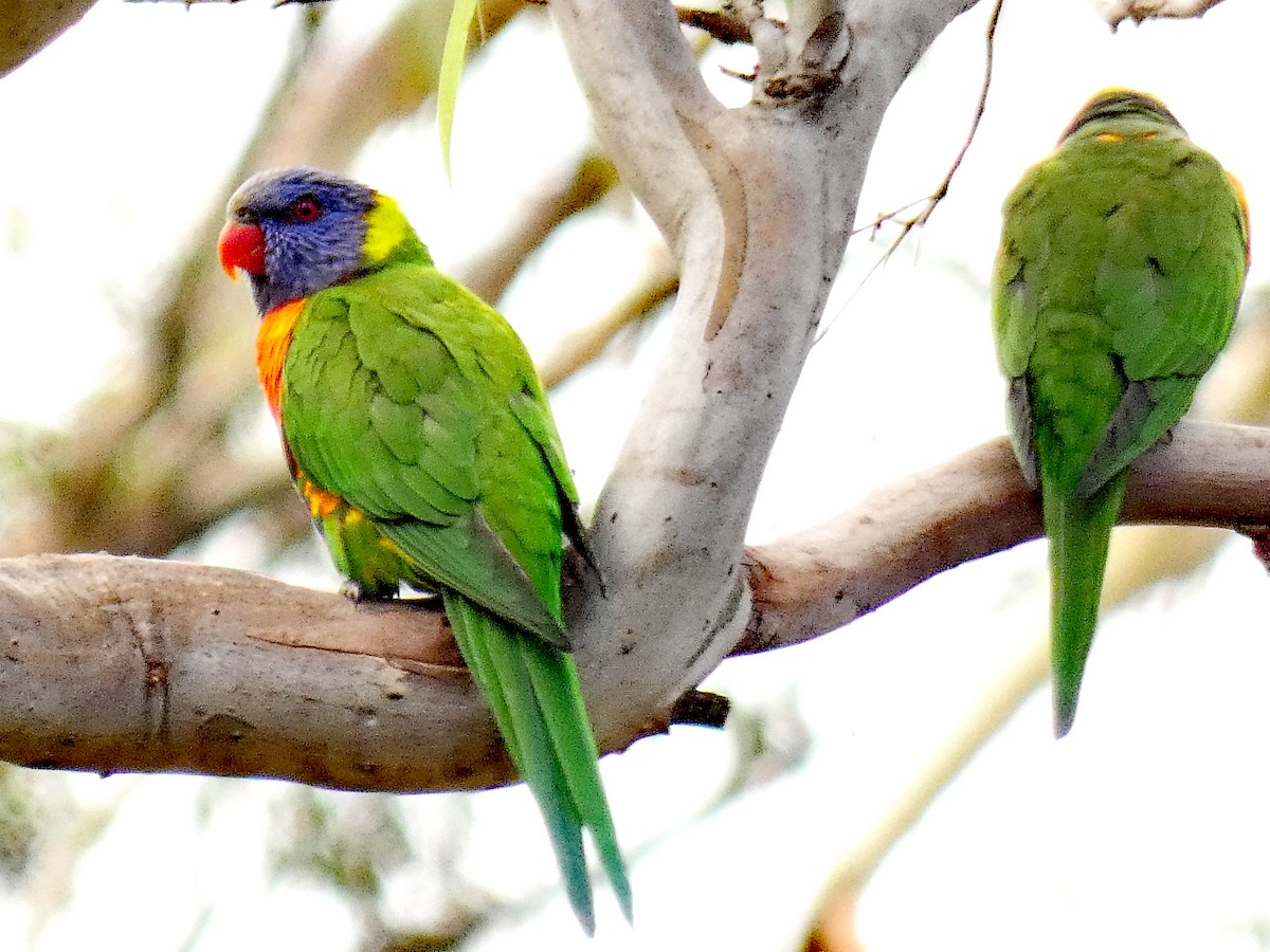 Rainbow Lorikeet - ML632890137