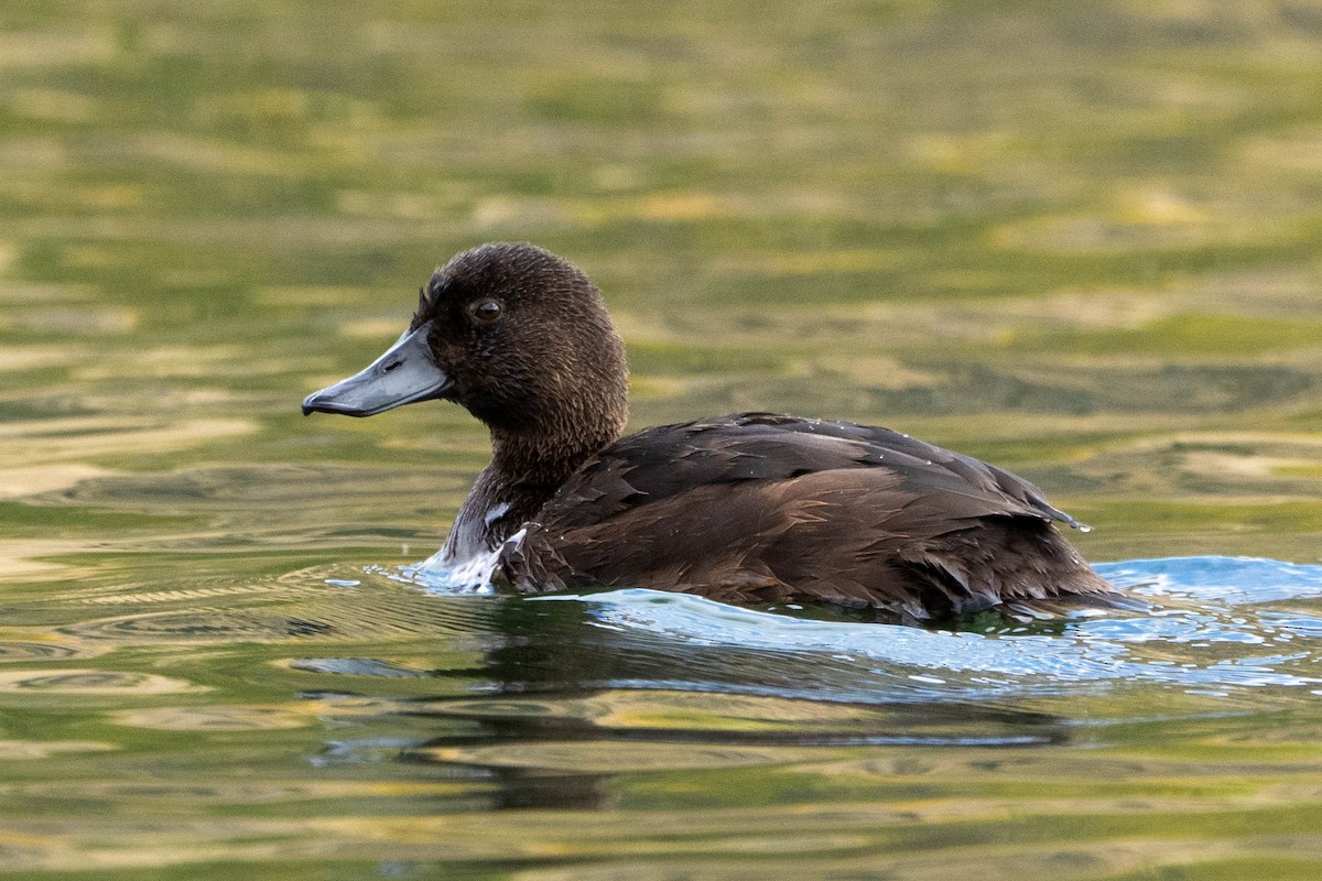 New Zealand Scaup - ML632890161