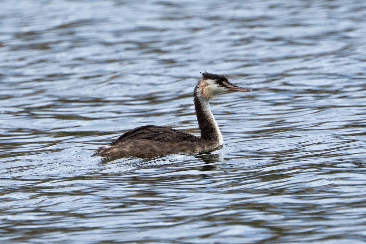 冠鸊鷉 - ML632890163