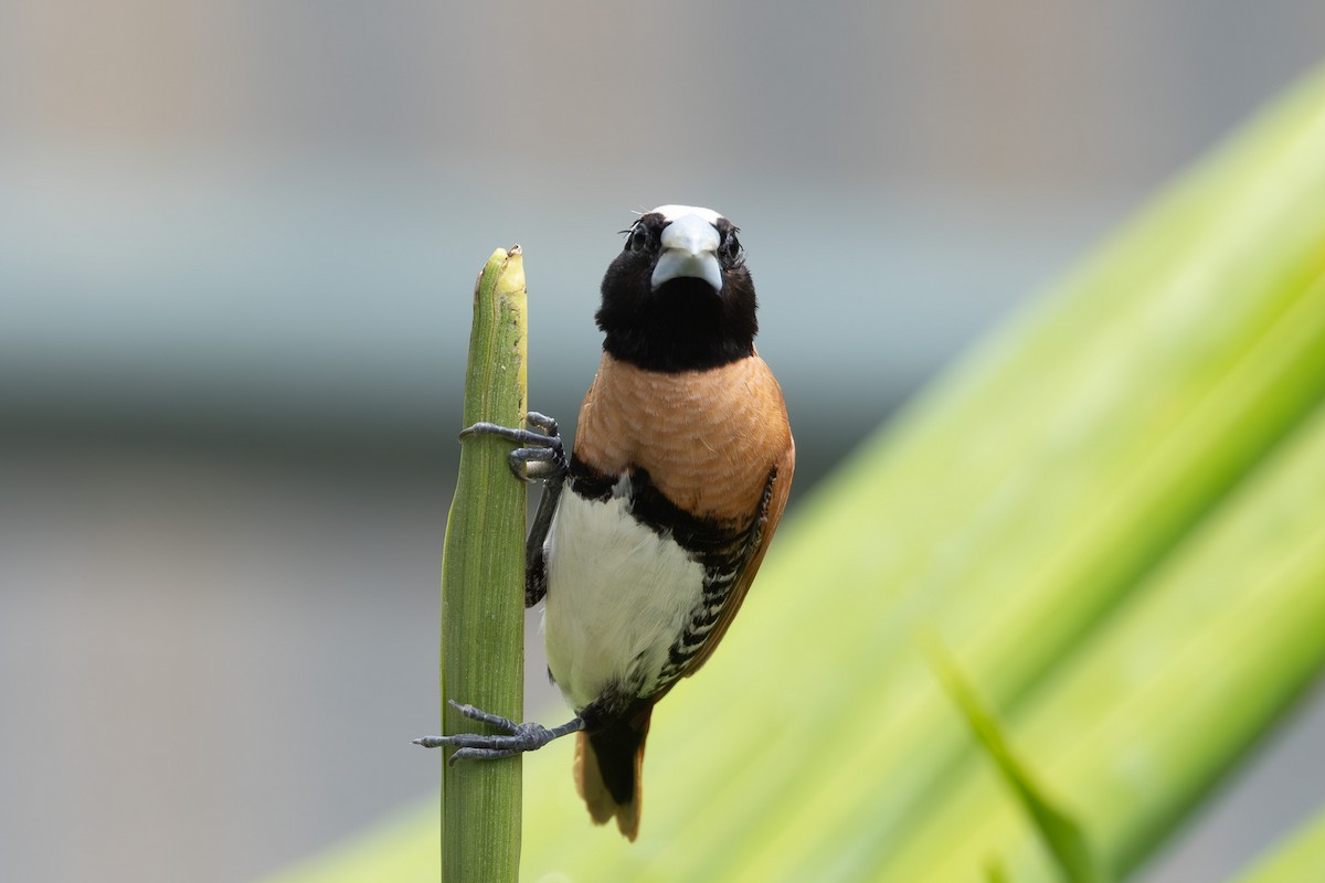 Chestnut-breasted Munia - ML632890373