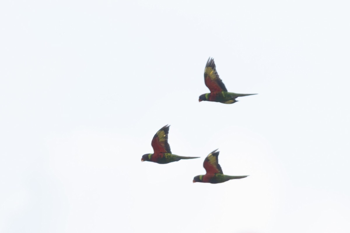 Coconut Lorikeet - ML632890385