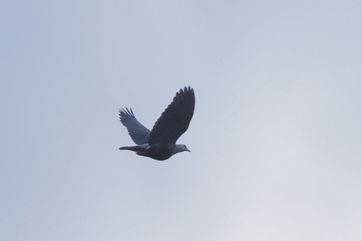 Pacific Imperial-Pigeon - ML632890394