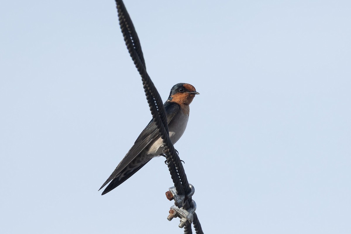 Pacific Swallow - ML632890413