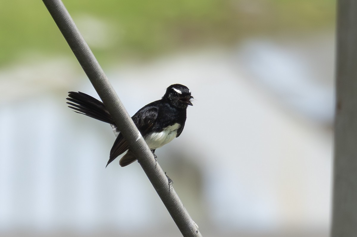 Willie-wagtail - ML632890415