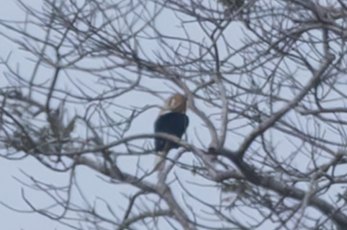 Blyth's Hornbill - ML632890419