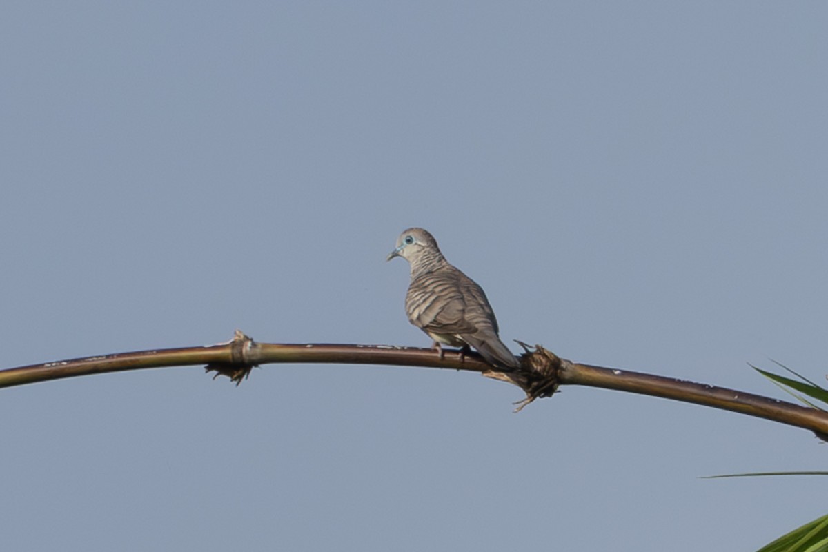 Peaceful Dove - ML632890439