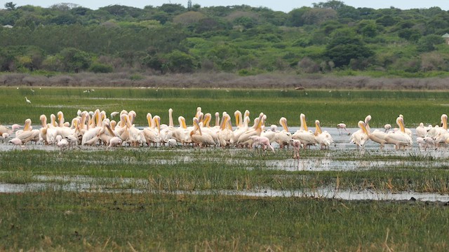 Great White Pelican - ML632890510