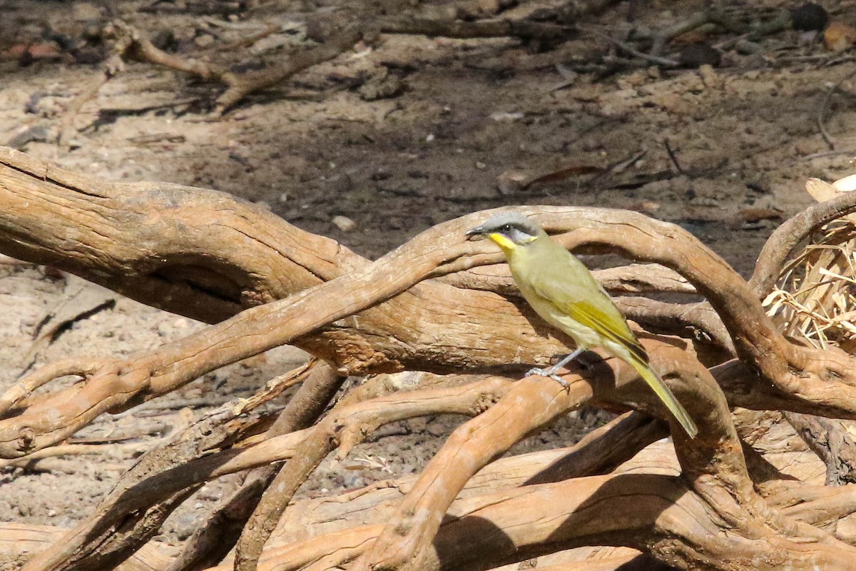 Purple-gaped Honeyeater - ML632890619