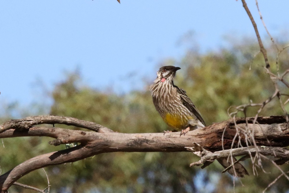 Red Wattlebird - ML632890639