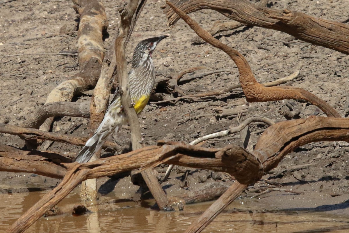 Red Wattlebird - ML632890640