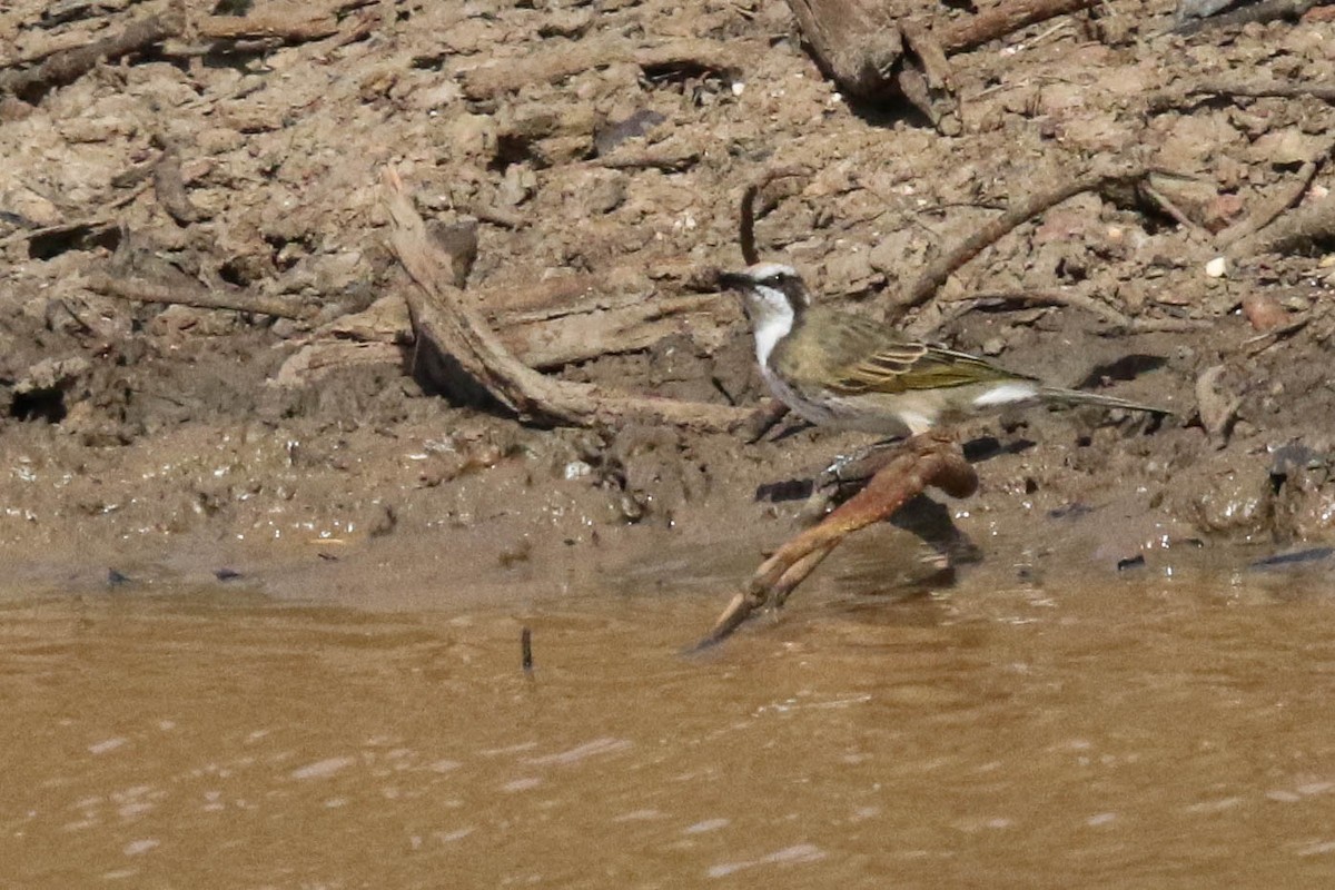Tawny-crowned Honeyeater - ML632890647