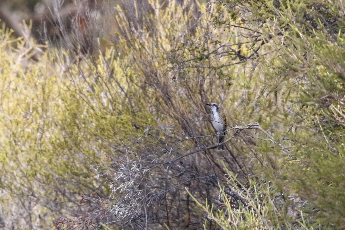 Tawny-crowned Honeyeater - ML632890648
