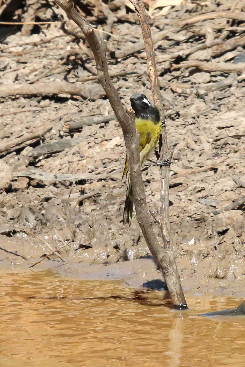 White-eared Honeyeater - ML632890650