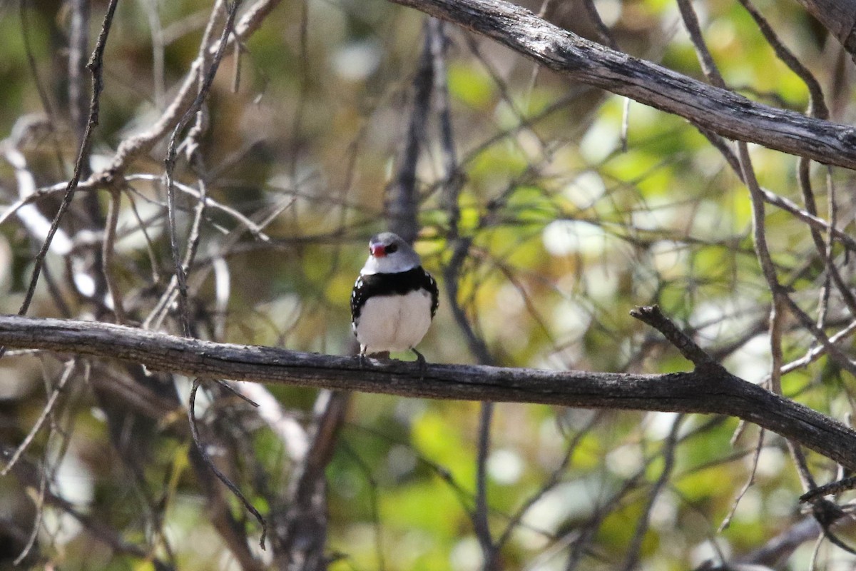 Diamond Firetail - ML632890662