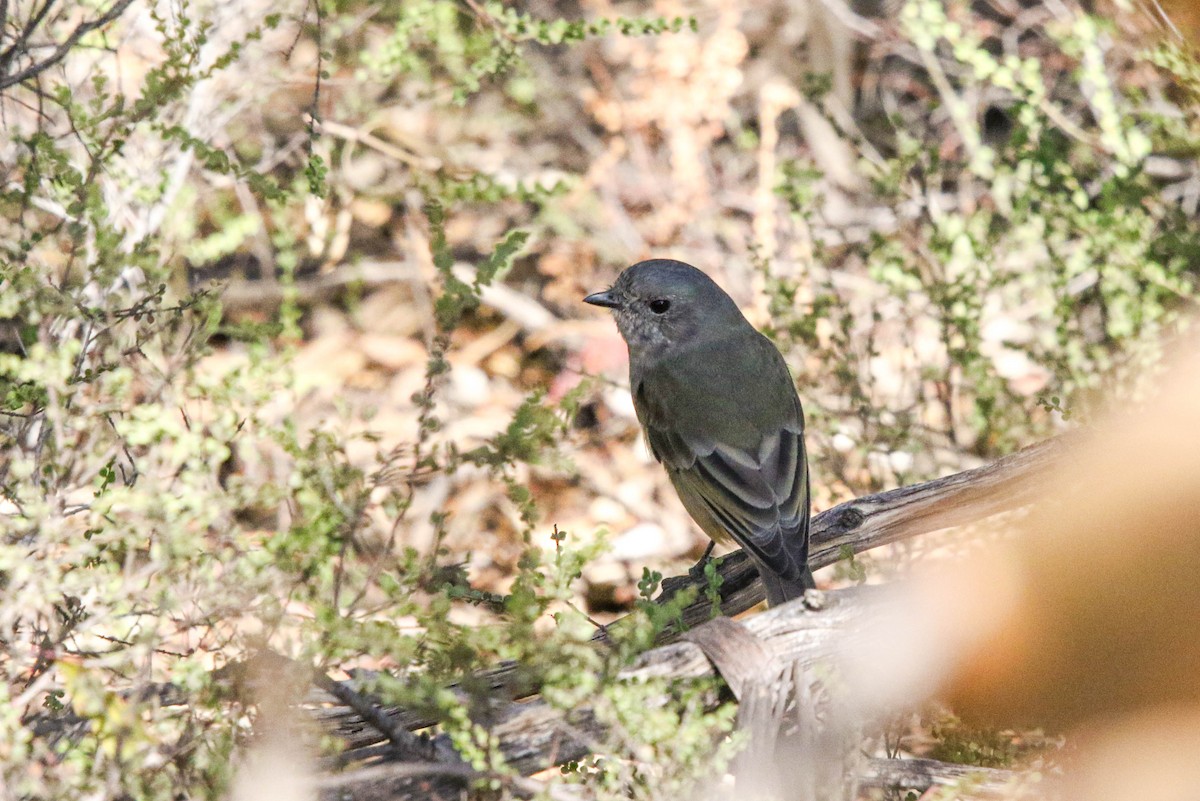 Golden Whistler (Western) - ML632890666