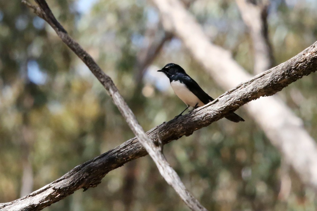 Willie-wagtail - ML632890668