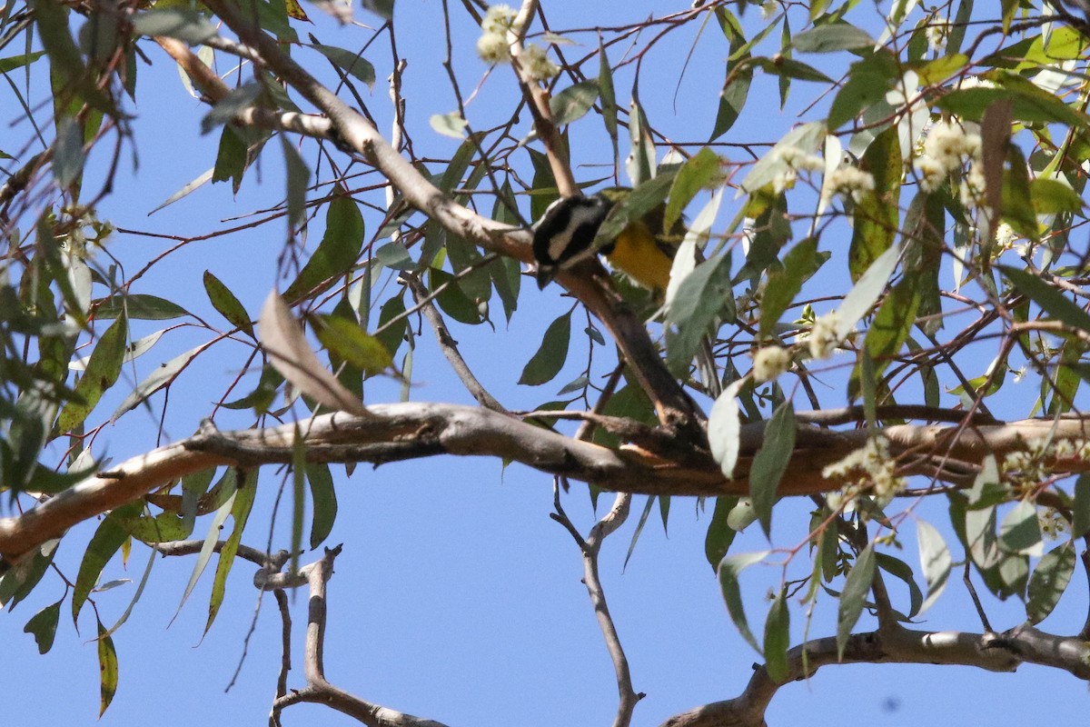 Eastern Shrike-tit - ML632890691