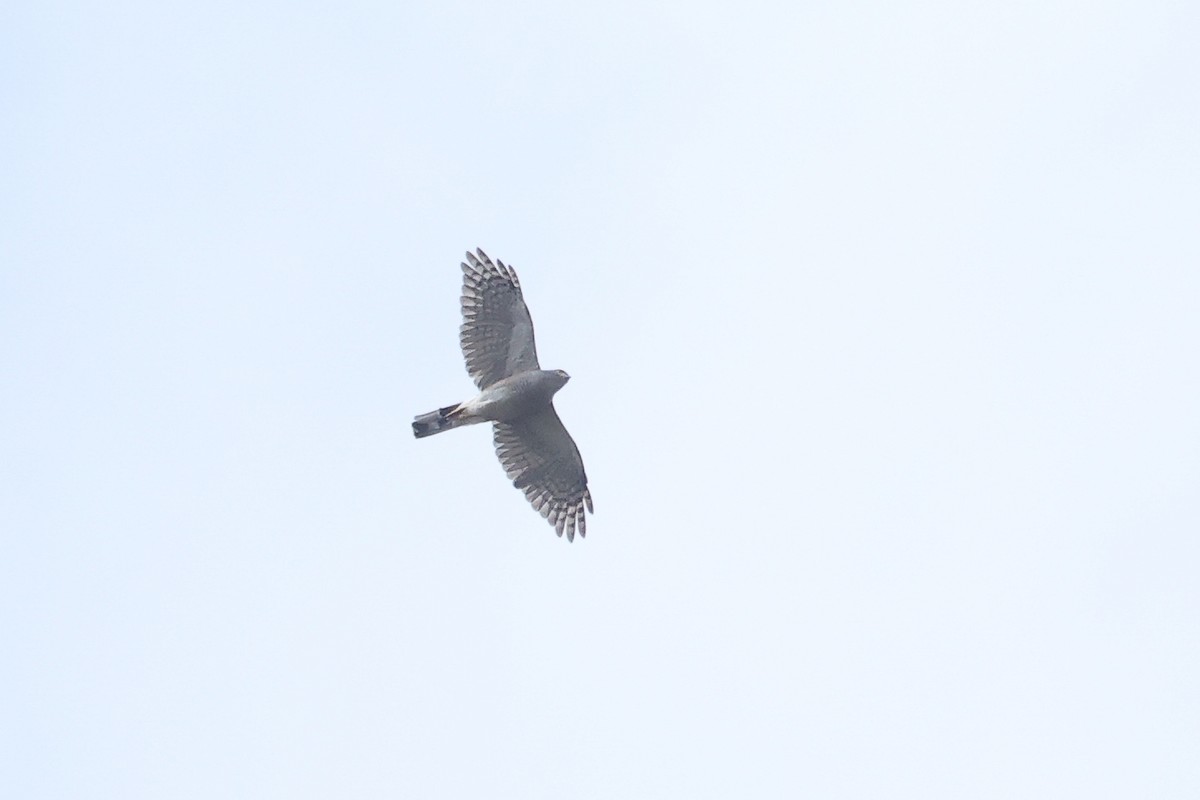 African Goshawk (Southern) - ML632890748