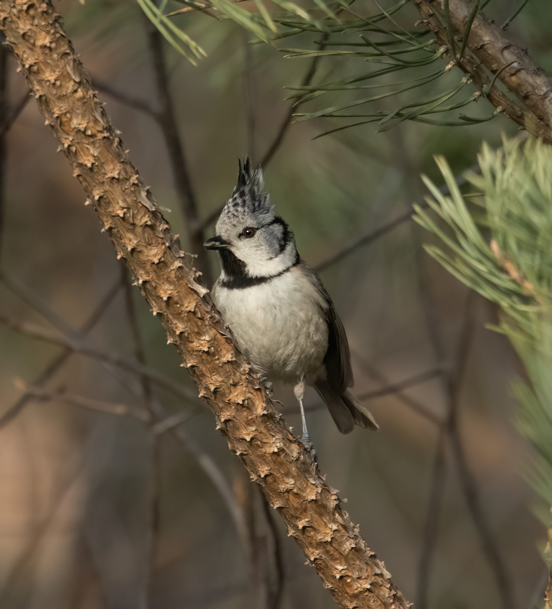 Mésange huppée - ML632890844