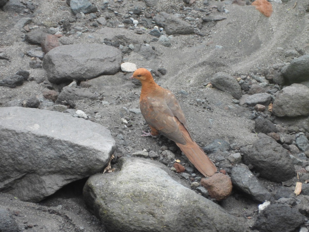 Ruddy Cuckoo-Dove - ML632890884