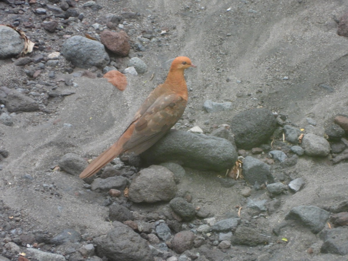 Ruddy Cuckoo-Dove - ML632890885