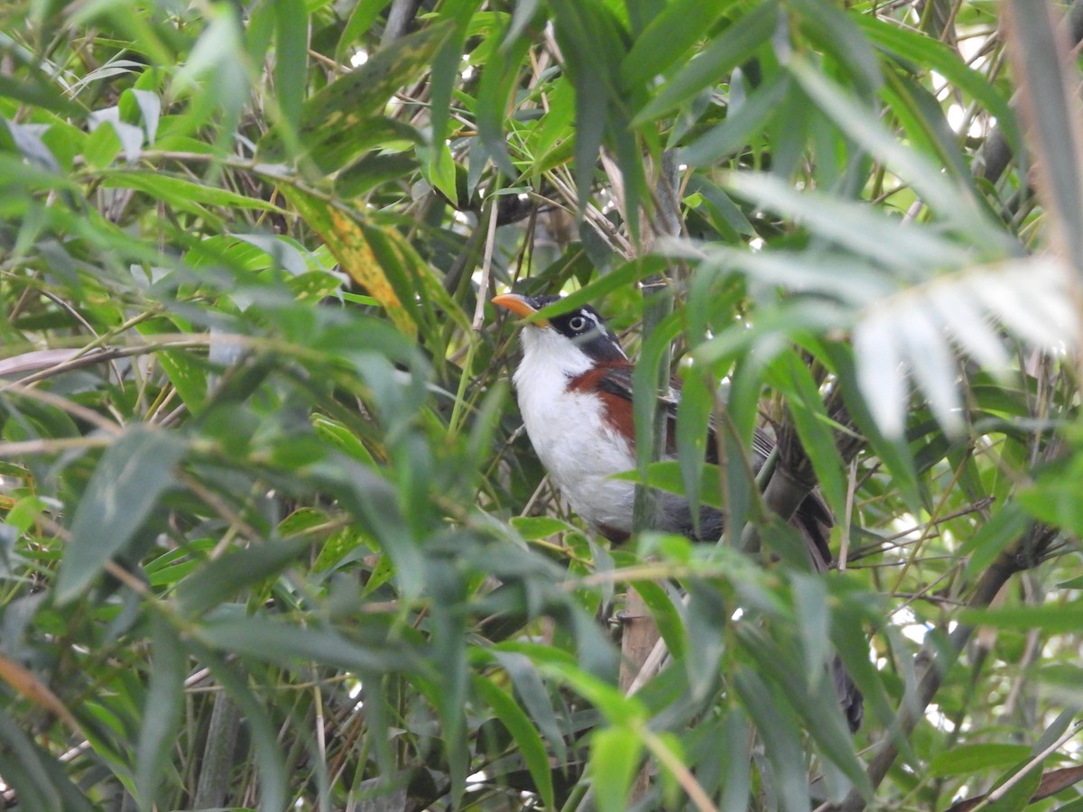 Javan Scimitar-Babbler - ML632890914