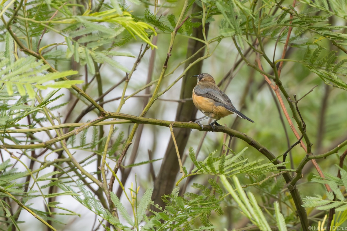 Eastern Spinebill - ML632890916