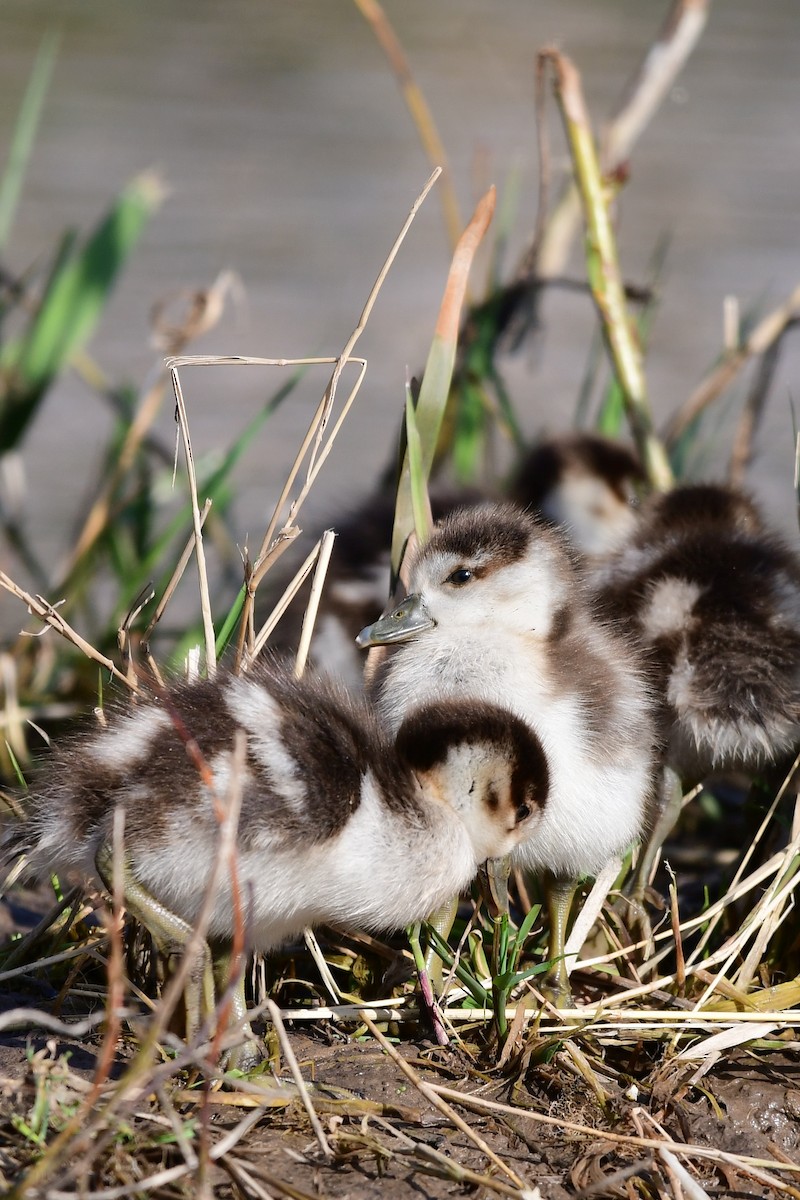 Egyptian Goose - ML632890989