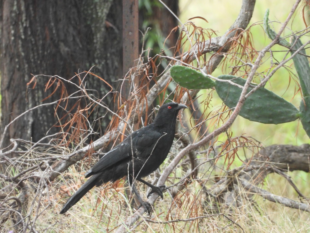 White-winged Chough - ML632891401