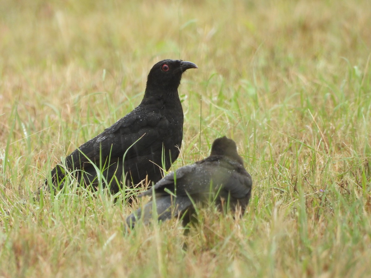 White-winged Chough - ML632891405