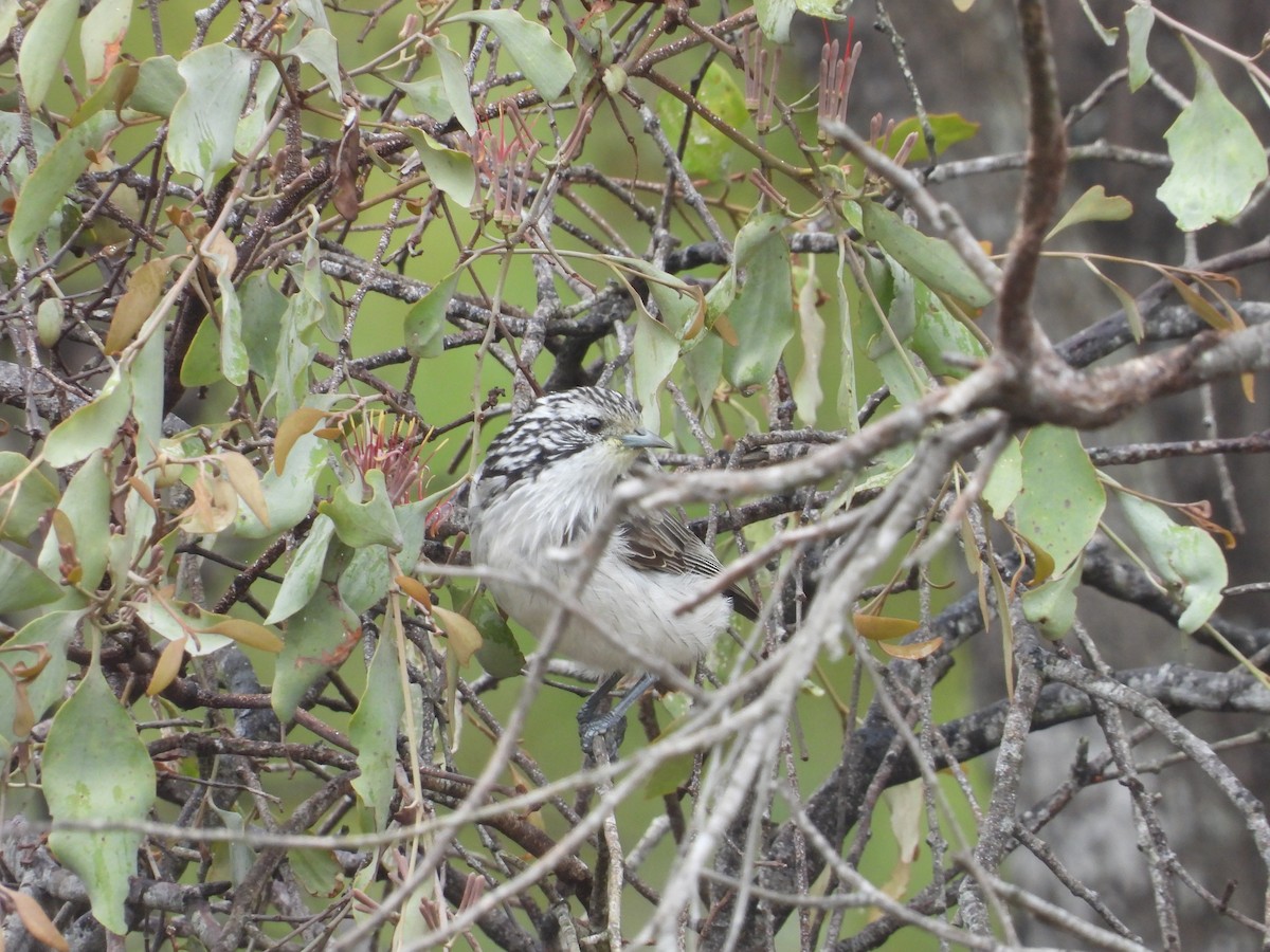 Striped Honeyeater - ML632891453