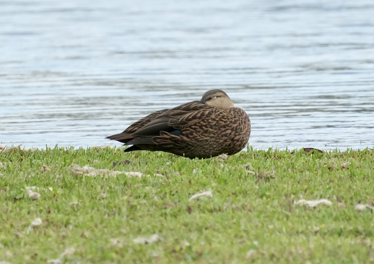 Mallard - ML632891477