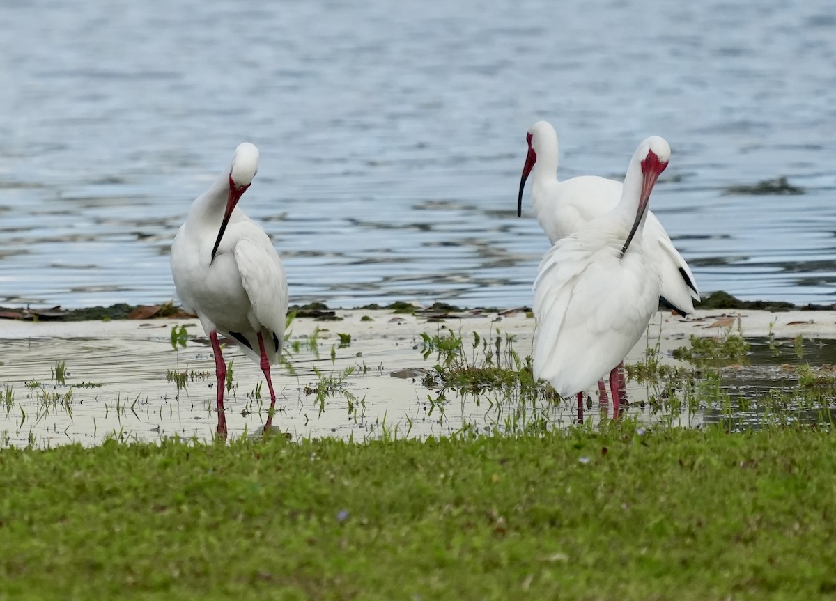 White Ibis - ML632891518