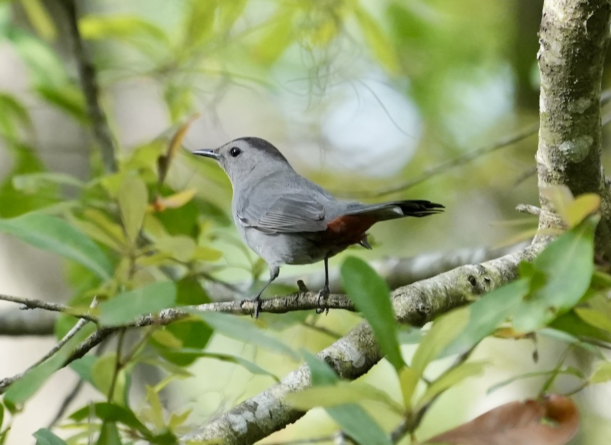 Gray Catbird - ML632891533