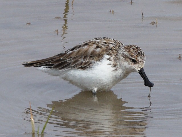 Spoon-billed Sandpiper - ML632891540