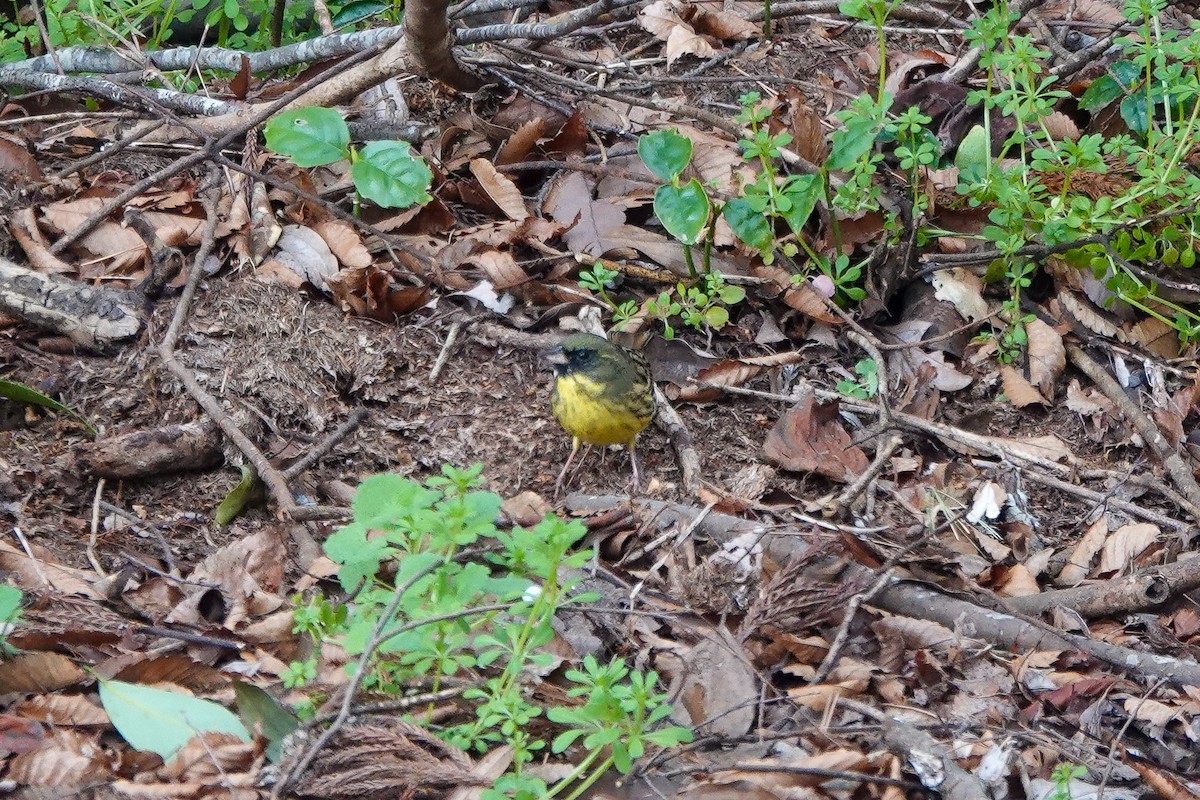 Masked Bunting - ML632891564