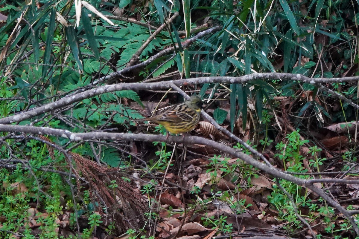 Masked Bunting - ML632891565