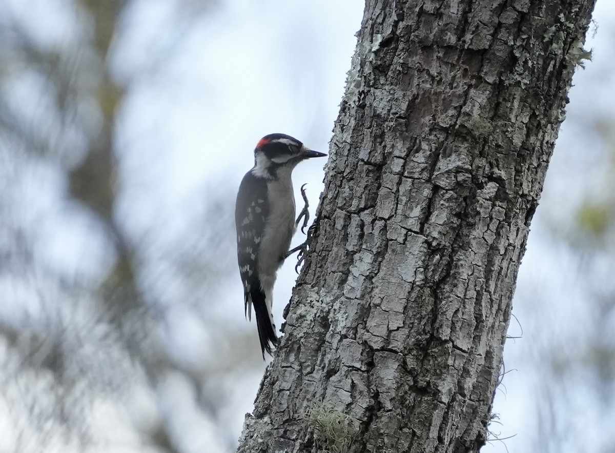 Downy Woodpecker - ML632891597