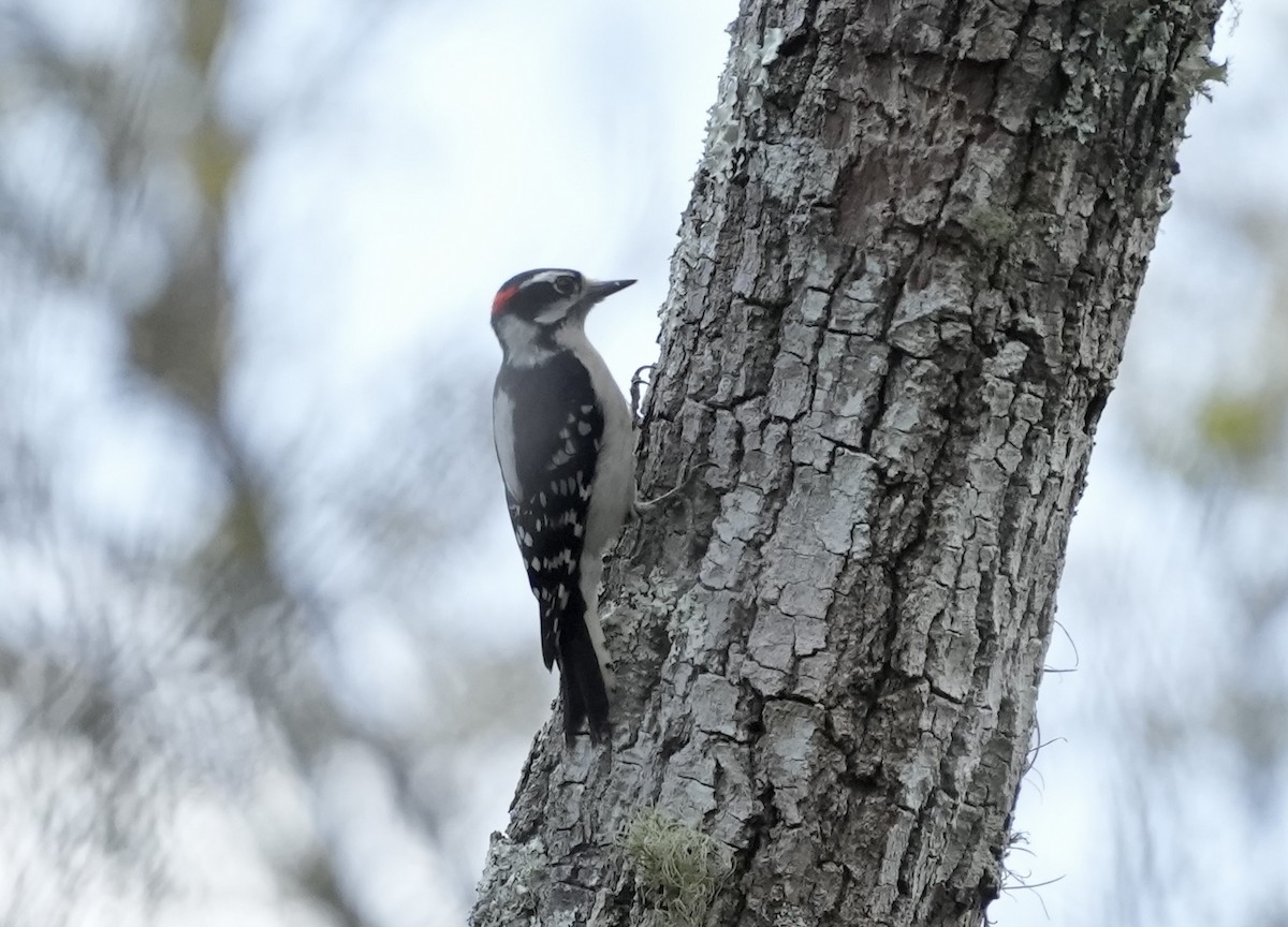 Downy Woodpecker - ML632891598