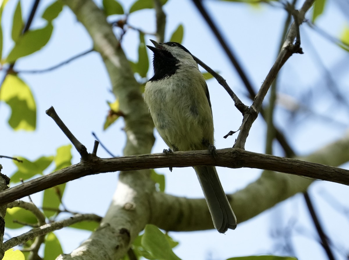 Carolina Chickadee - ML632891639