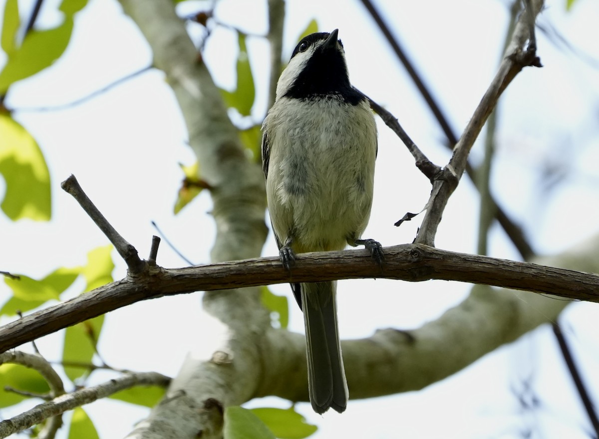 Carolina Chickadee - ML632891640