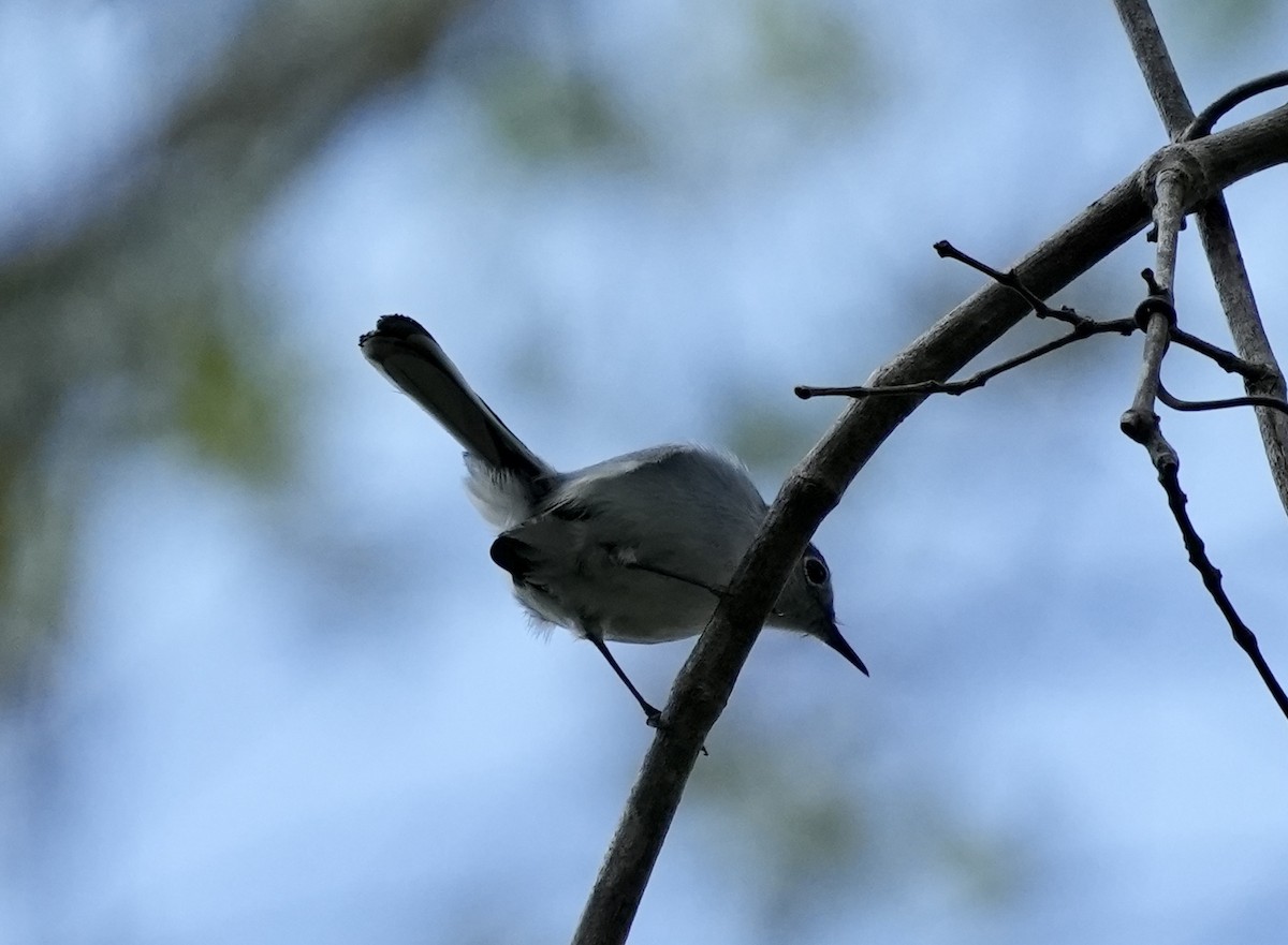 Blue-gray Gnatcatcher - ML632891644