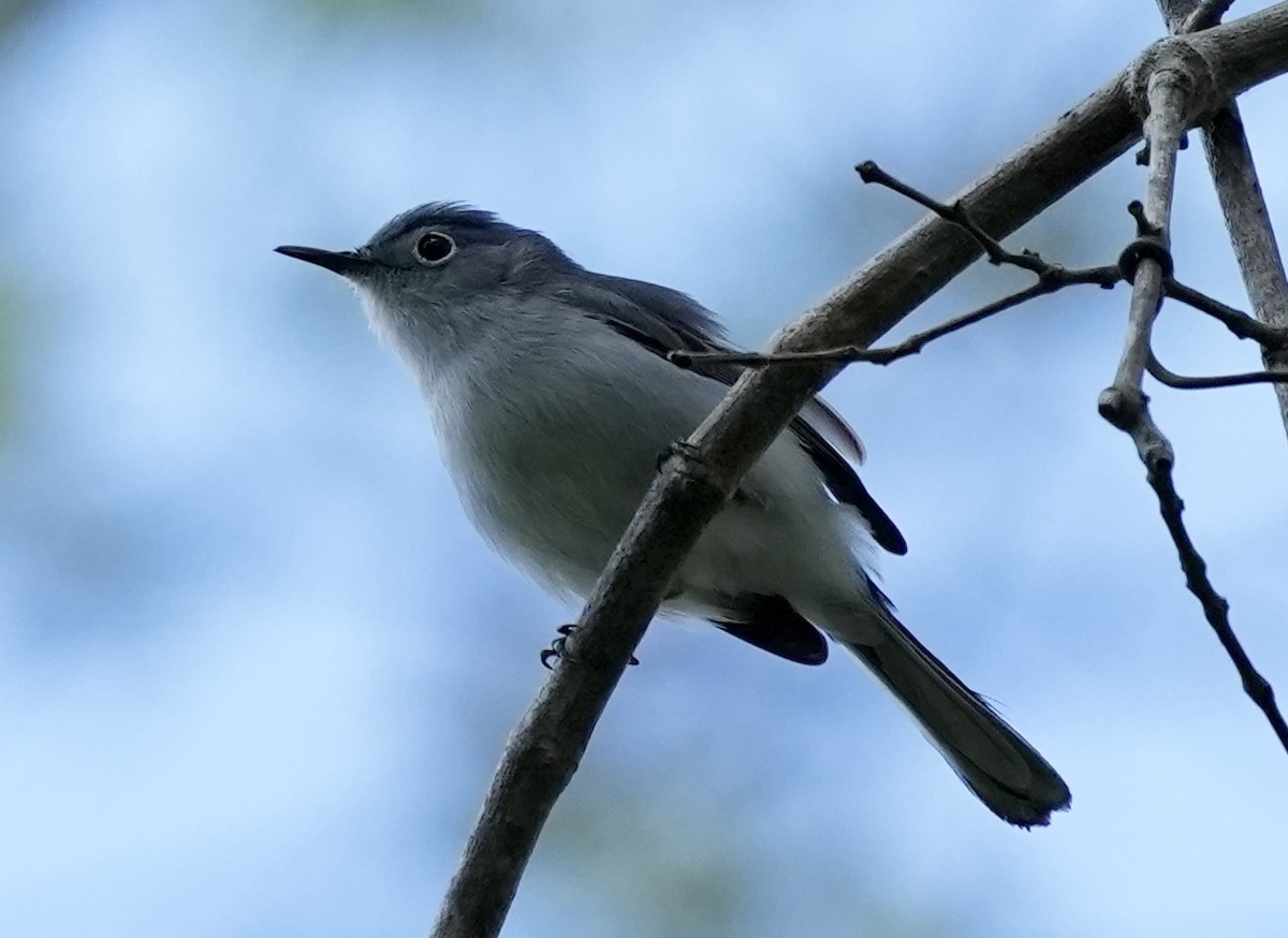 Blue-gray Gnatcatcher - ML632891645