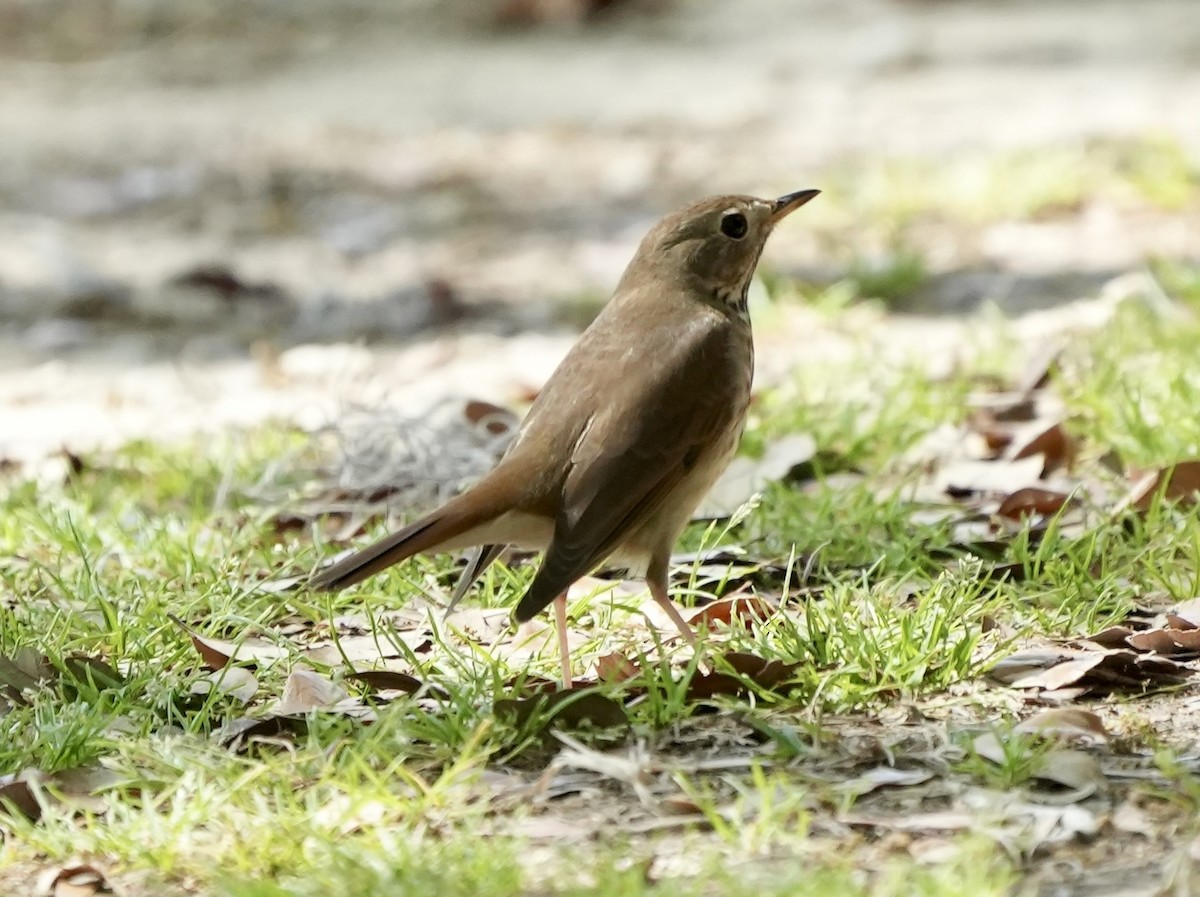 Hermit Thrush - ML632891651