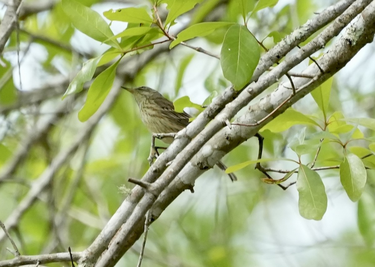 Palm Warbler - ML632891657