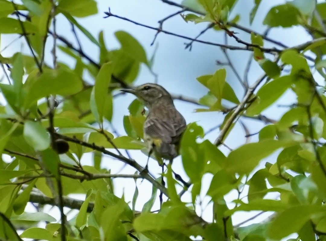 Palm Warbler - ML632891658