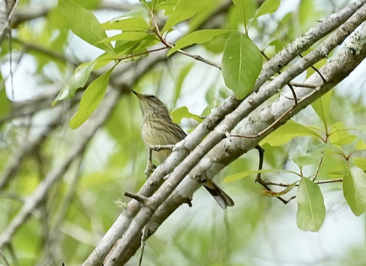 Palm Warbler - ML632891659