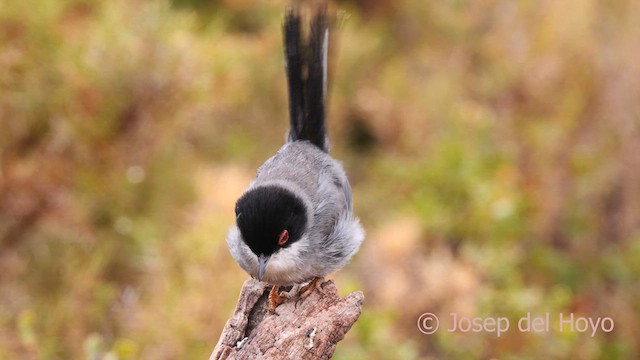 Sardinian Warbler - ML632891689